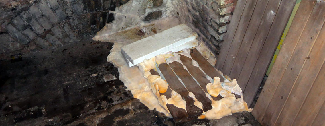 Fruchtkörper eines Hausschwamms